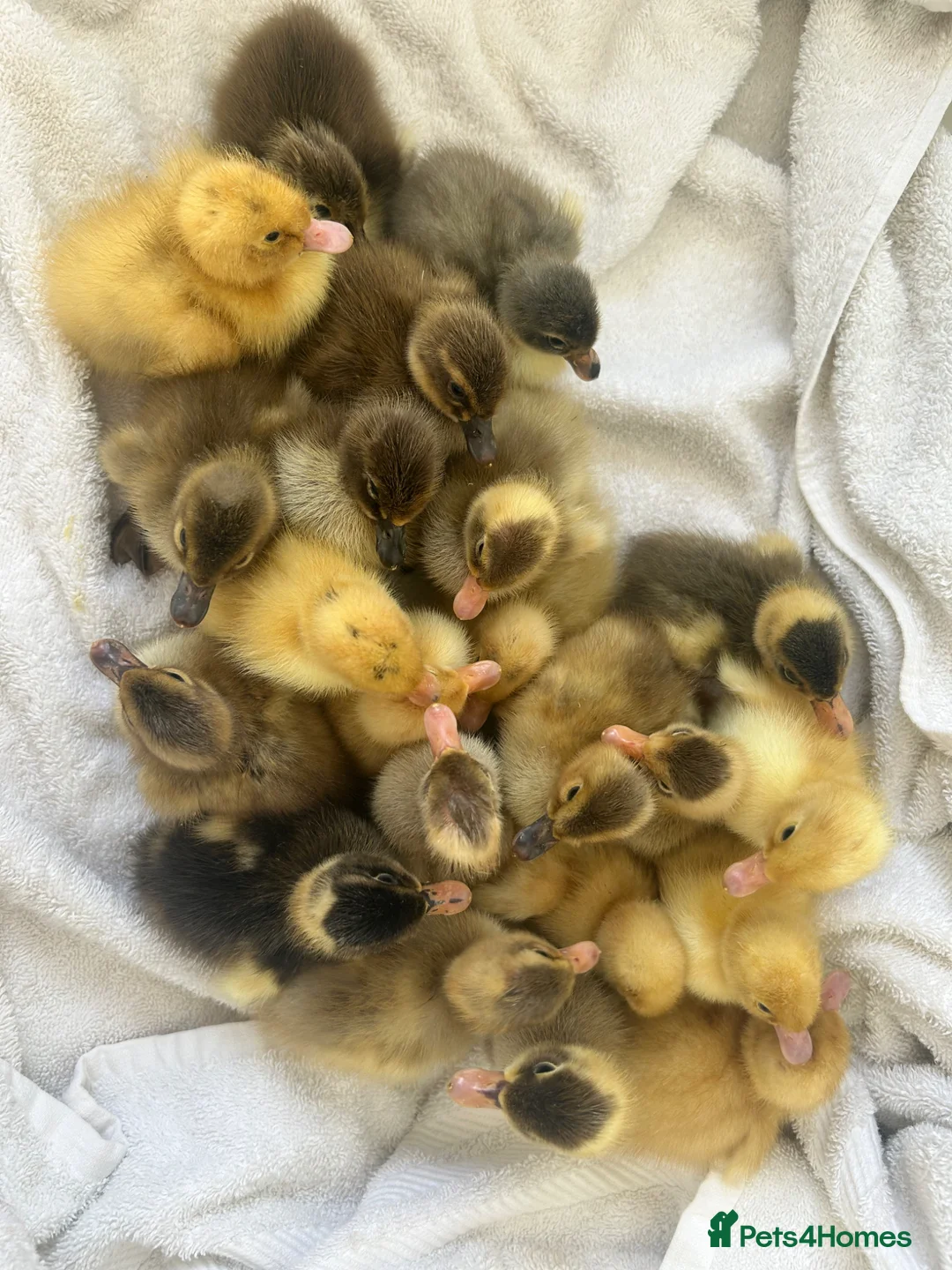 Ducks poultry for sale: Unsexed Indian Runner Ducklings - Advert 1