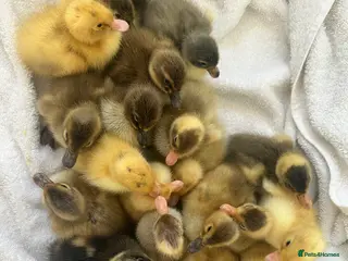 Ducks poultry Unsexed Indian Runner Ducklings - Advert 2