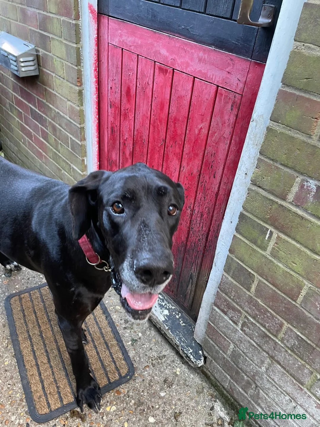 Great Dane dogs for sale: Female Great Dane Belle  in Dover - Advert 4