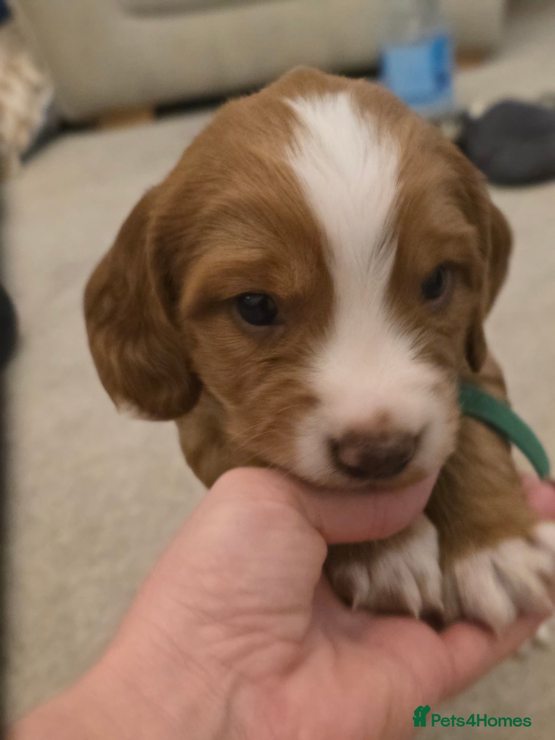 Cocker Spaniel dogs for sale: Working cocker spaniel males  - Advert 7