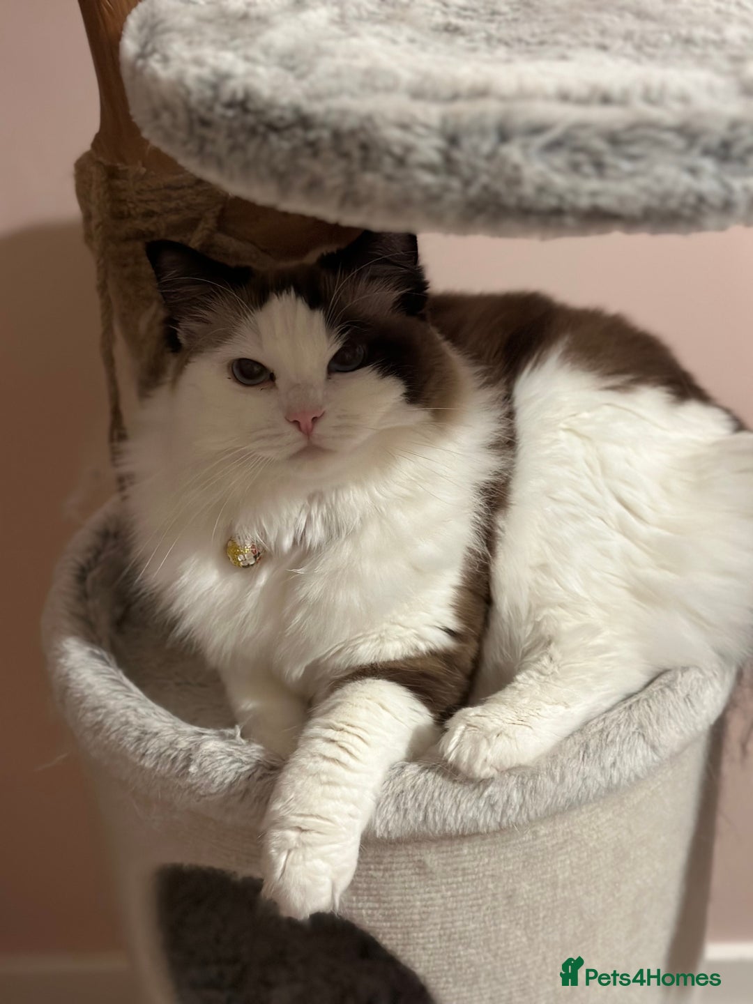 Ragdoll cats for sale: Pure ragdoll kitten - Image 5