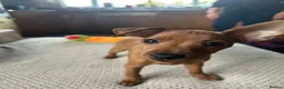 Miniature Pinscher dogs for sale: Stunning KC Miniature Pinscher puppies - Advert 14