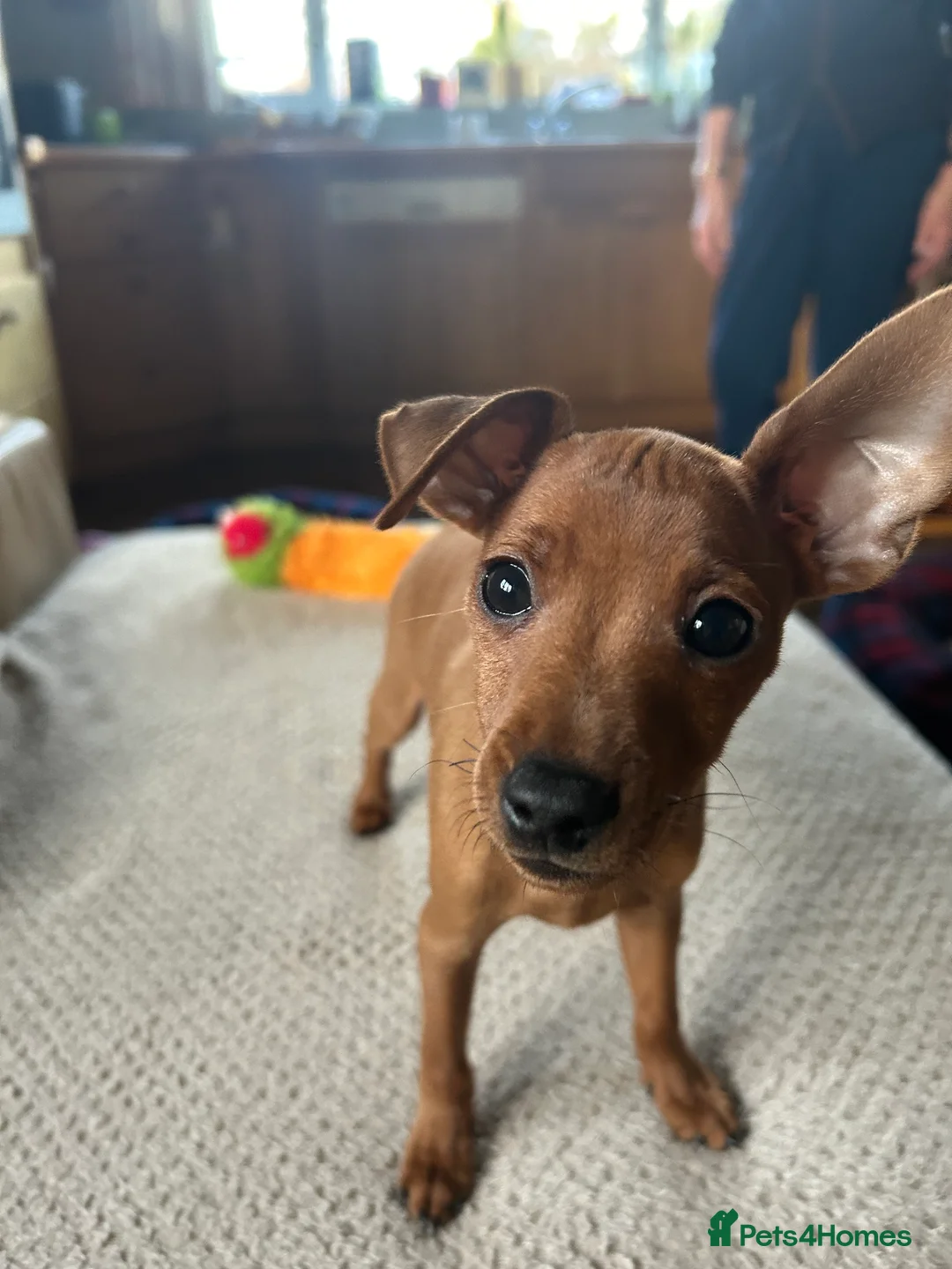 Miniature Pinscher dogs for sale: Stunning KC Miniature Pinscher puppies - Advert 14