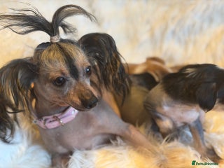 Chinese Crested dogs KC Reg Chinese created puppies - Advert 1