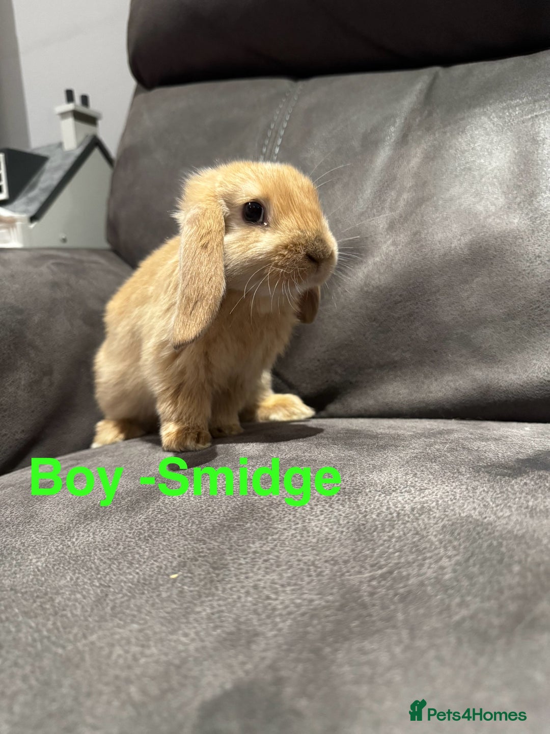Mini Lop rabbits for sale: Gorgeous Bucks available  - Image 8