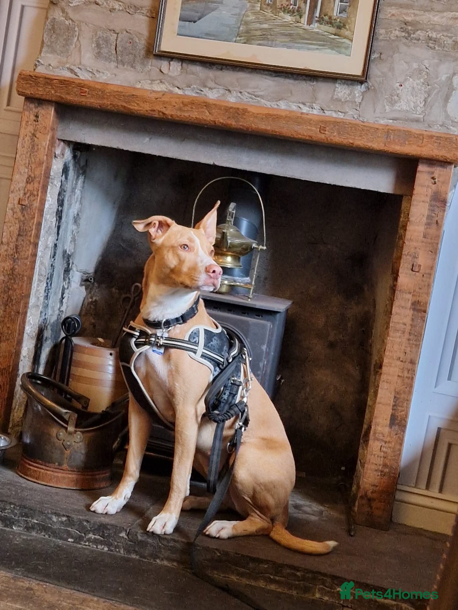 Mixed Breed dogs Puppies Bull grehound x collie (bull lurchers) - Advert 16