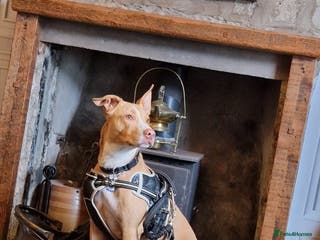 Mixed Breed dogs Puppies Bull grehound x collie (bull lurchers) - Advert 16