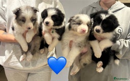 Border Collie dogs for sale: 9 Beautiful B&W & Merle Border Collie Puppies 🐶 - Image 3