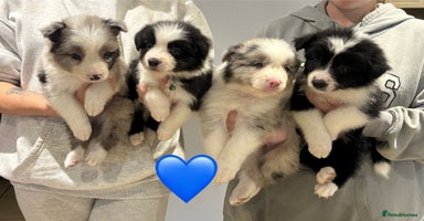 Border Collie dogs - Advert 5