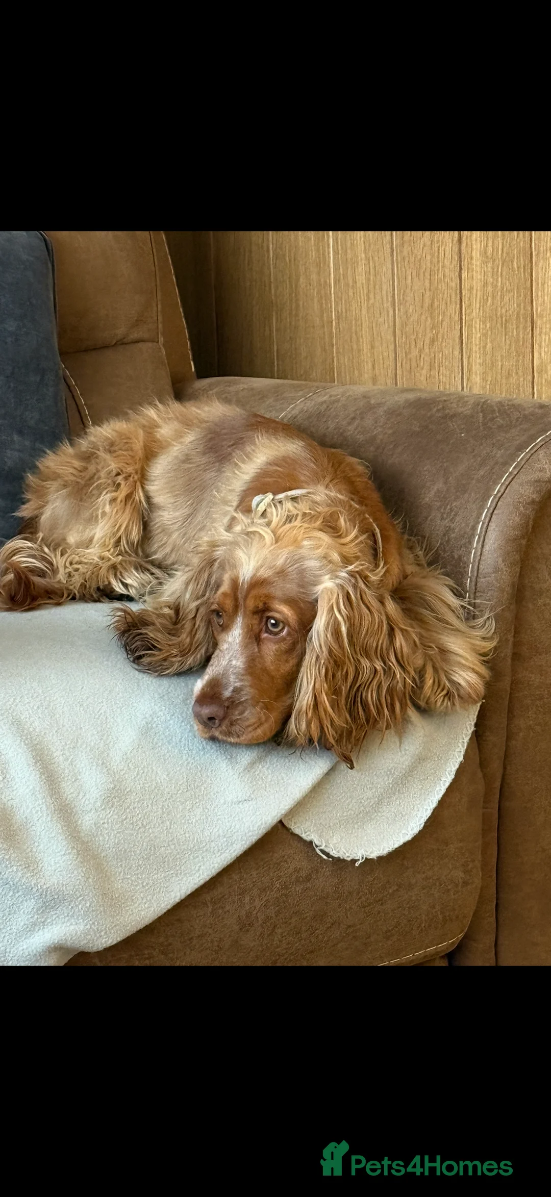 Cocker Spaniel dogs for sale: Penelope - Advert 3