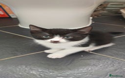 Mixed Breed cats for sale: Four nice kittens!!! - Image 6