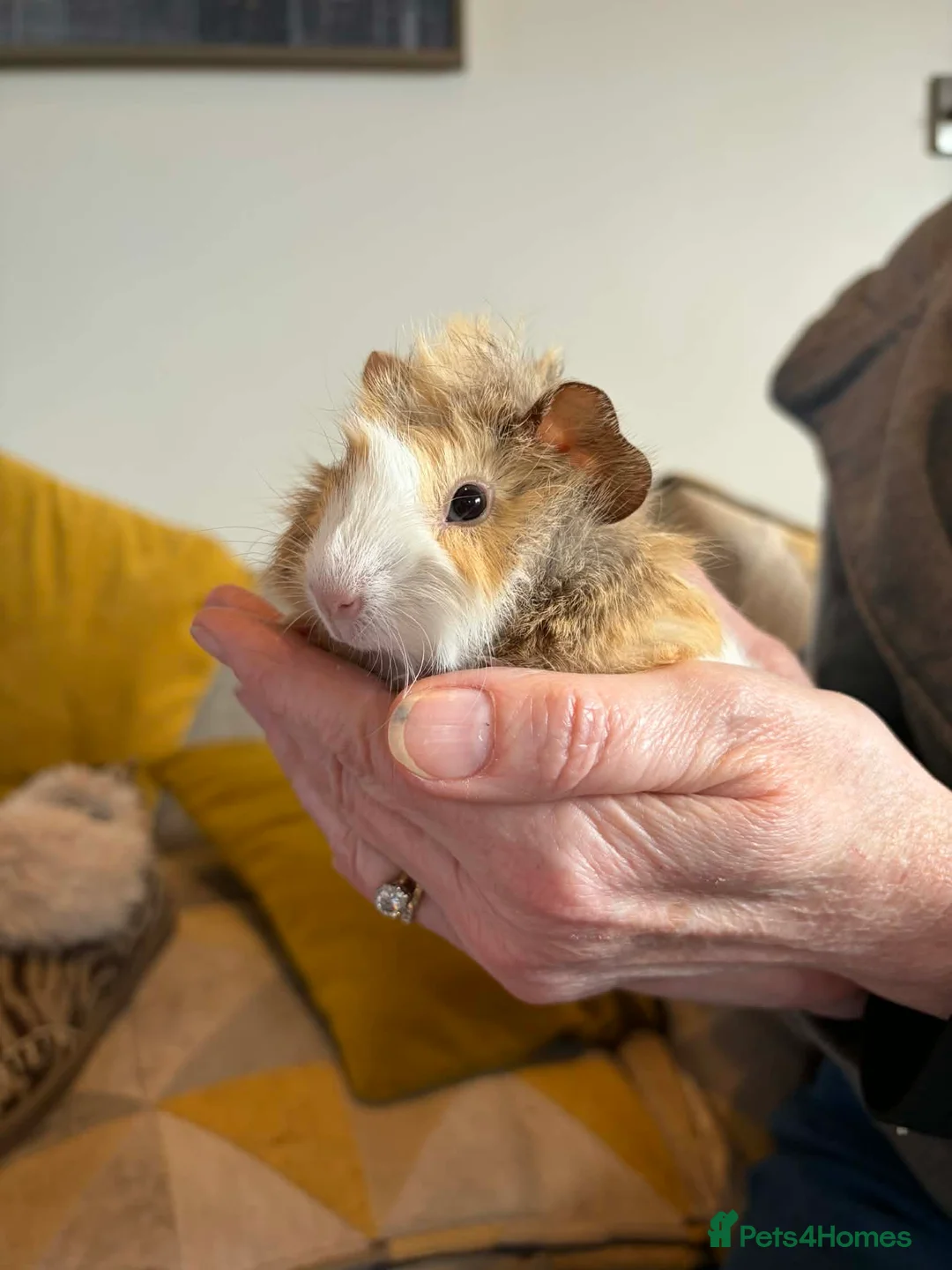 Guinea Pig rodents for sale: Baby Guinea Pigs - Advert 2