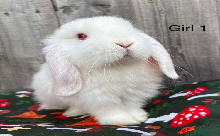 Mini Lop rabbits - Advert 11