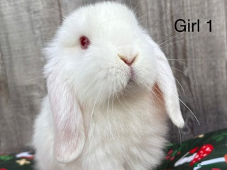 Mini Lop rabbits - Advert 17