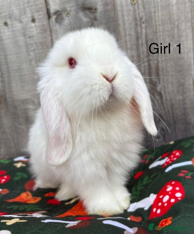 Mini Lop rabbits - Advert 11