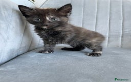 Mixed Breed cats for sale: Adorable kittens  - Image 10