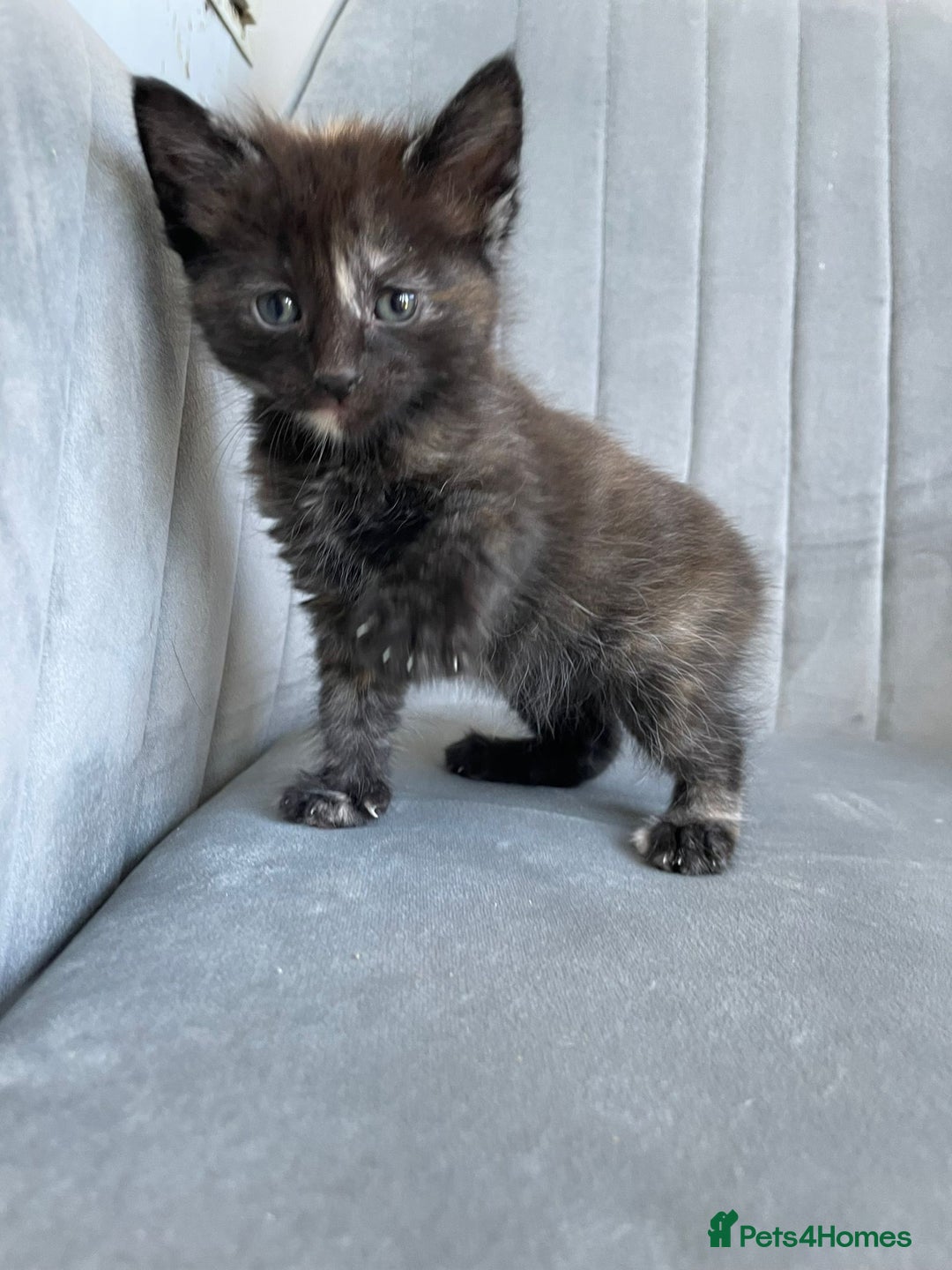 Mixed Breed cats for sale: Adorable kittens  - Image 10