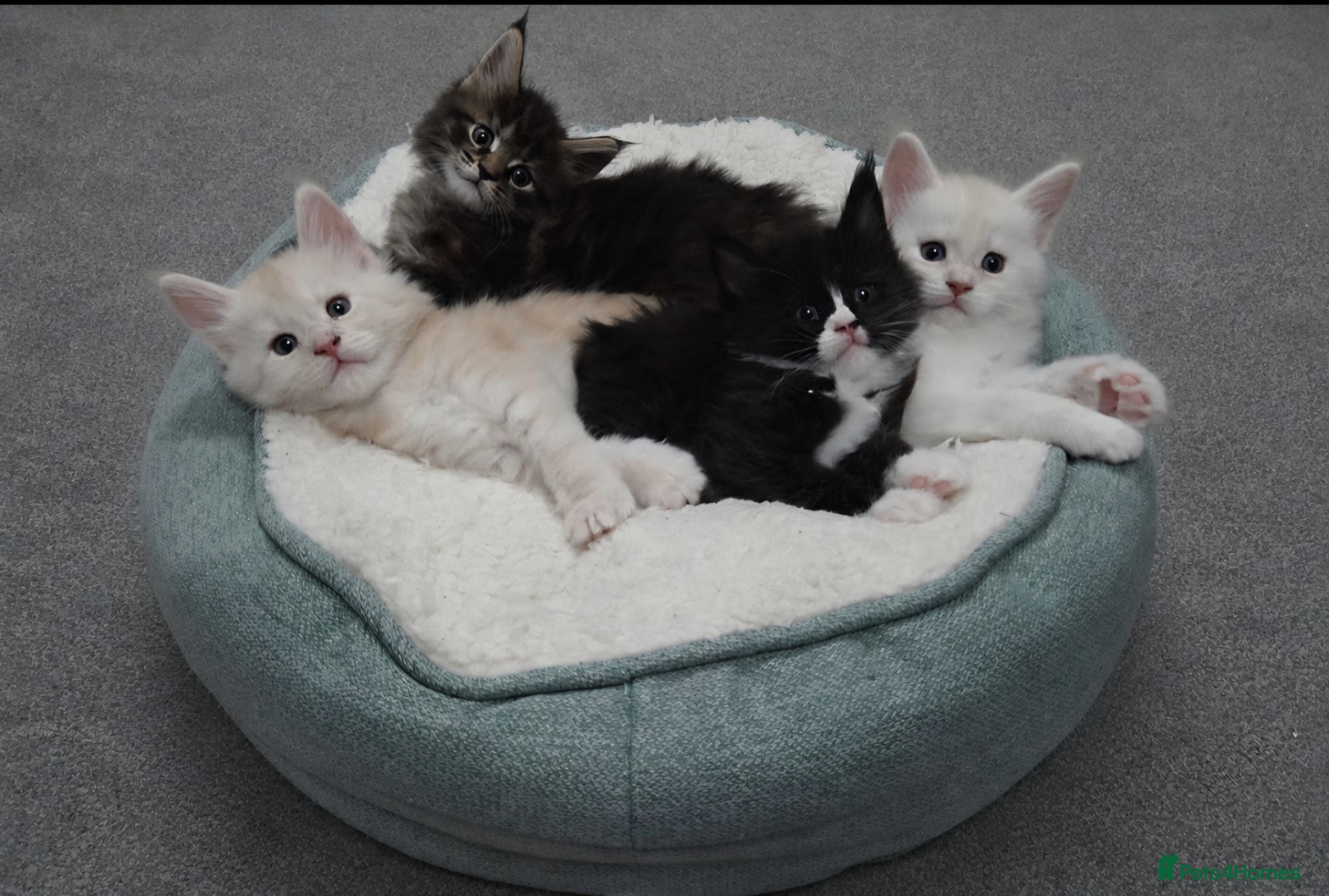 Maine Coon cats Outstanding TICA registered Maine Coon Kittens - Advert 10