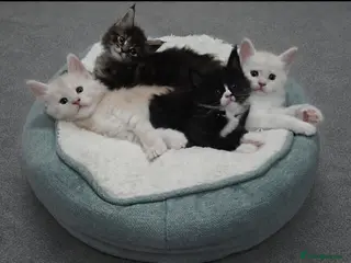 Maine Coon cats 🌟 TICA registered Maine Coon Kittens 🌟 - Advert 1