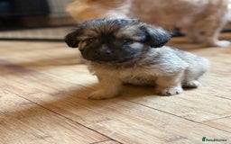 Mixed Breed dogs for sale: Fluffy Frenchie x Jackapoo  - Image 11