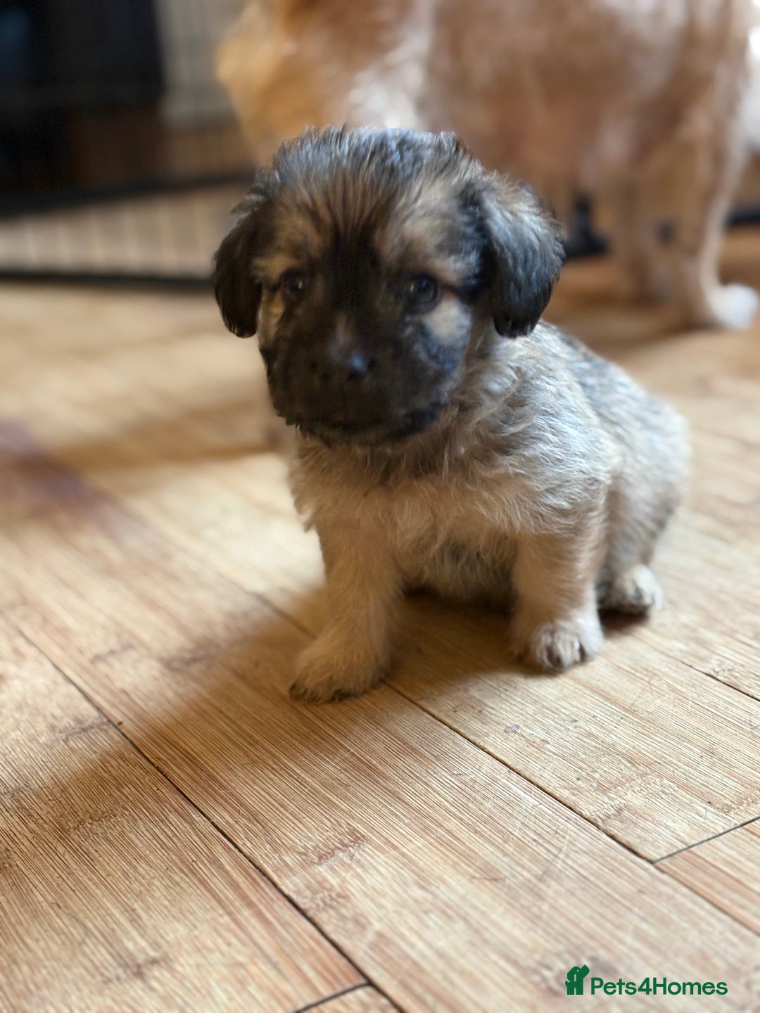 Mixed Breed dogs for sale: Fluffy Frenchie x Jackapoo  - Image 11