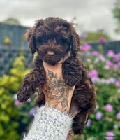 Cockapoo dogs - Advert 10