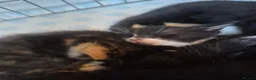 Mixed Breed cats for sale: Beautiful kittens - Advert 11