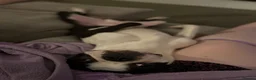 Boston Terrier dogs for sale: Beautiful Boston terrier  in Ashford - Advert 3