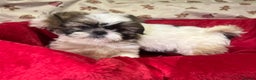 Shih Tzu dogs for sale: Shih Tzu puppy's  - Advert 16