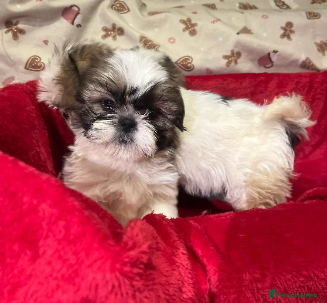Shih Tzu dogs for sale: Shih Tzu puppy's  - Advert 16