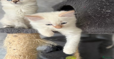 Ragamese cats - Advert 10