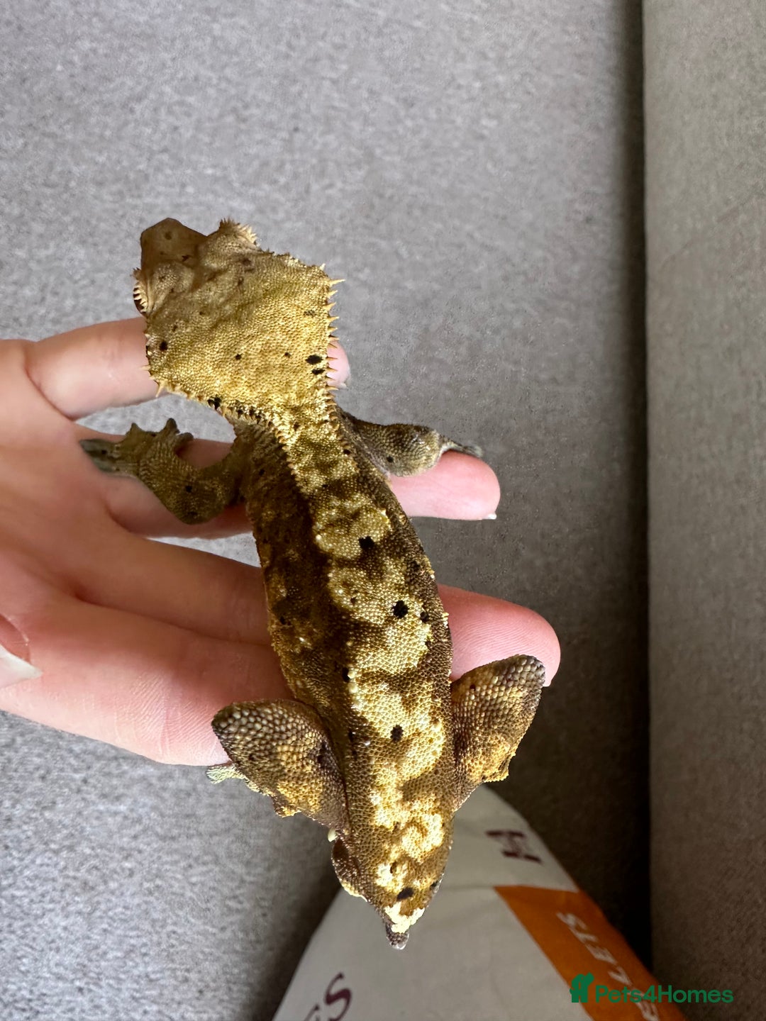 Gecko reptiles for sale: Crested gecko and full bioactive exo terra  - Image 4