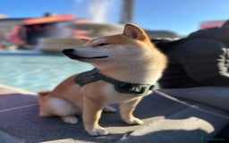 Japanese Shiba Inu dogs for stud: 18 months old Japanese Shiba Inu Stud Available - Image 9