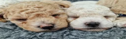 Poochon dogs for sale: Health-Tested Poochon Puppies – Ready 29th May in Carmarthen - Advert 18