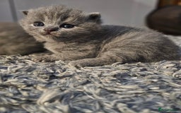 British Shorthair cats for sale: Beautiful British blue kittens  - Image 1