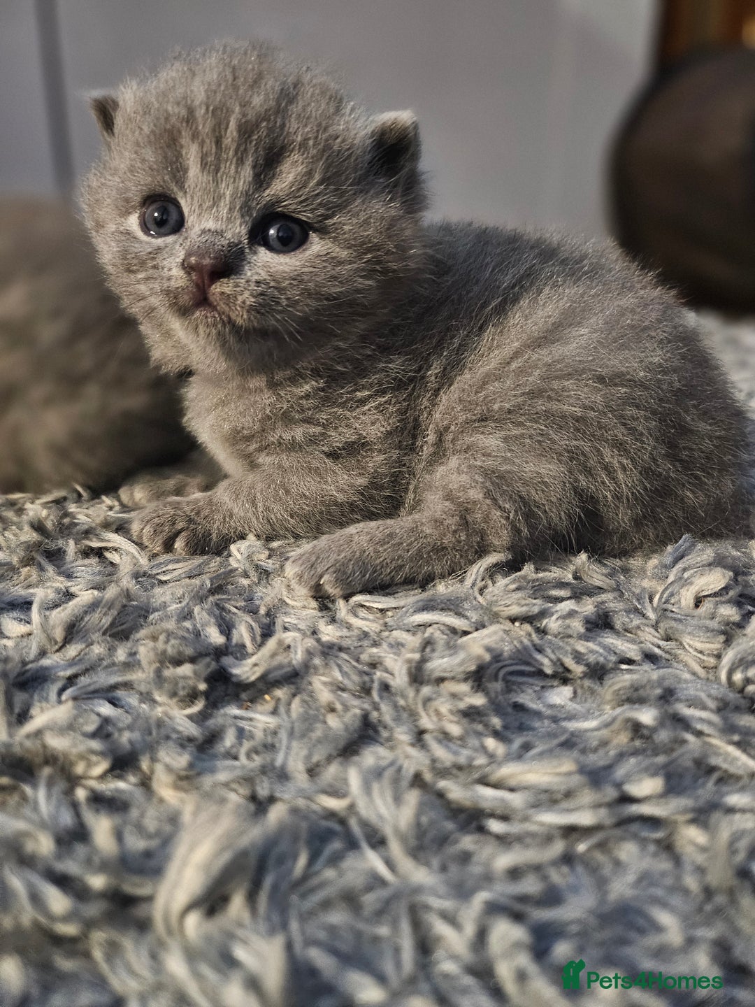 British Shorthair cats for sale: Beautiful British blue kittens  - Image 1