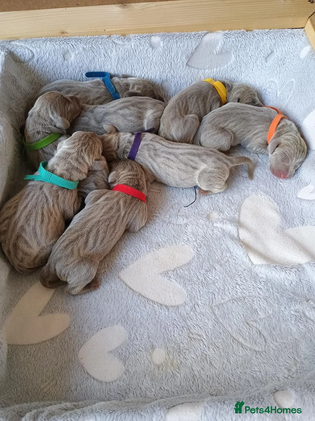 Weimaraner dogs for sale:  Beautiful KC Reg Puppies. Parents hip scored.  - Advert 1