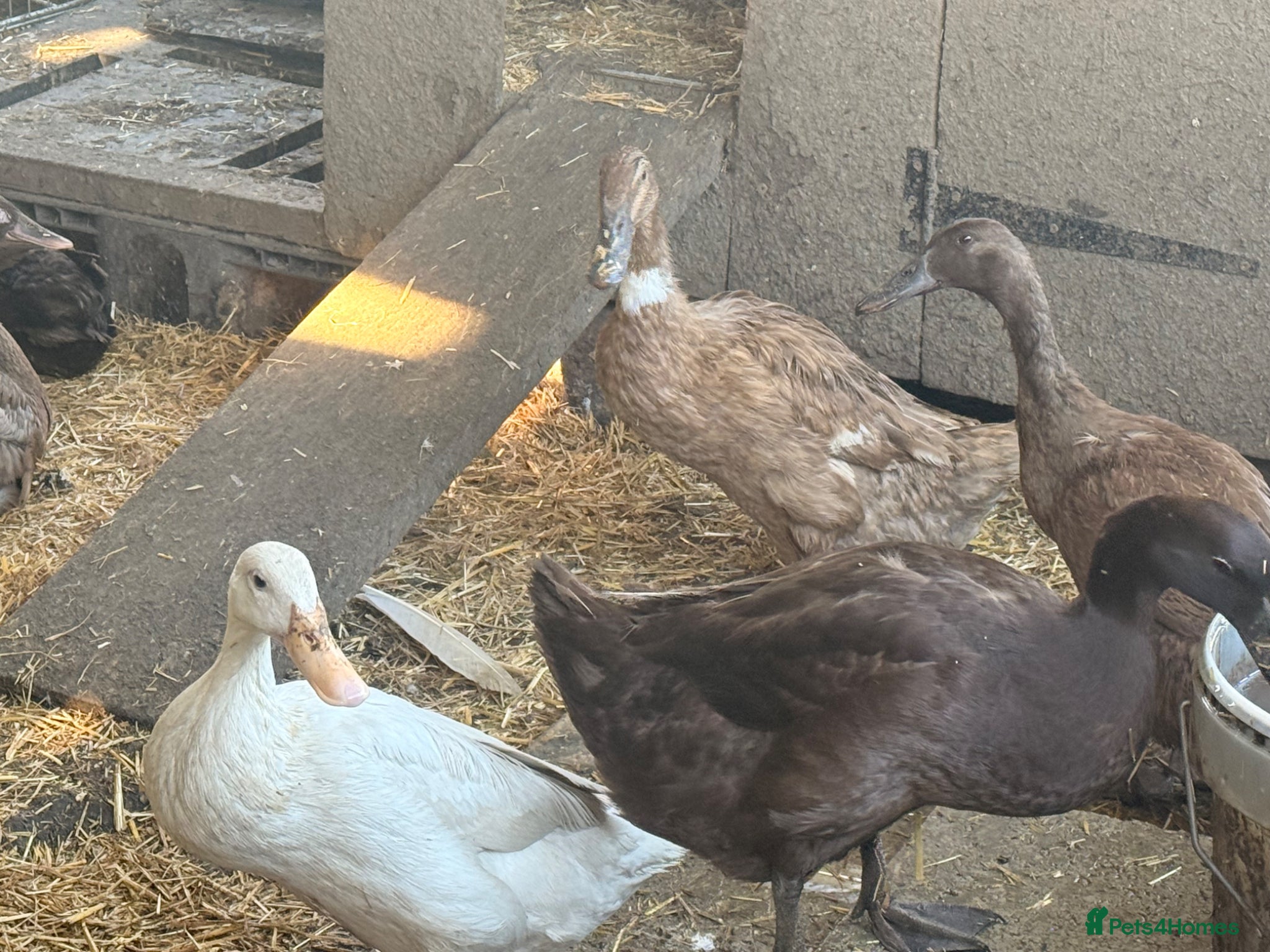 Ducks poultry 1 drake 13 females - Advert 2