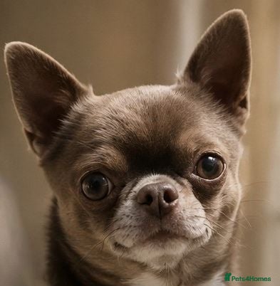 Chihuahua dogs KC reg-Health tested-PROVEN  - Advert 16