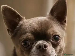 Chihuahua dogs KC reg-Health tested-PROVEN - Advert 16
