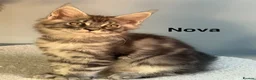 Maine Coon cats for sale: Maine Coon Kittens Champion Lines 3 GIRLS LEFT - Advert 7