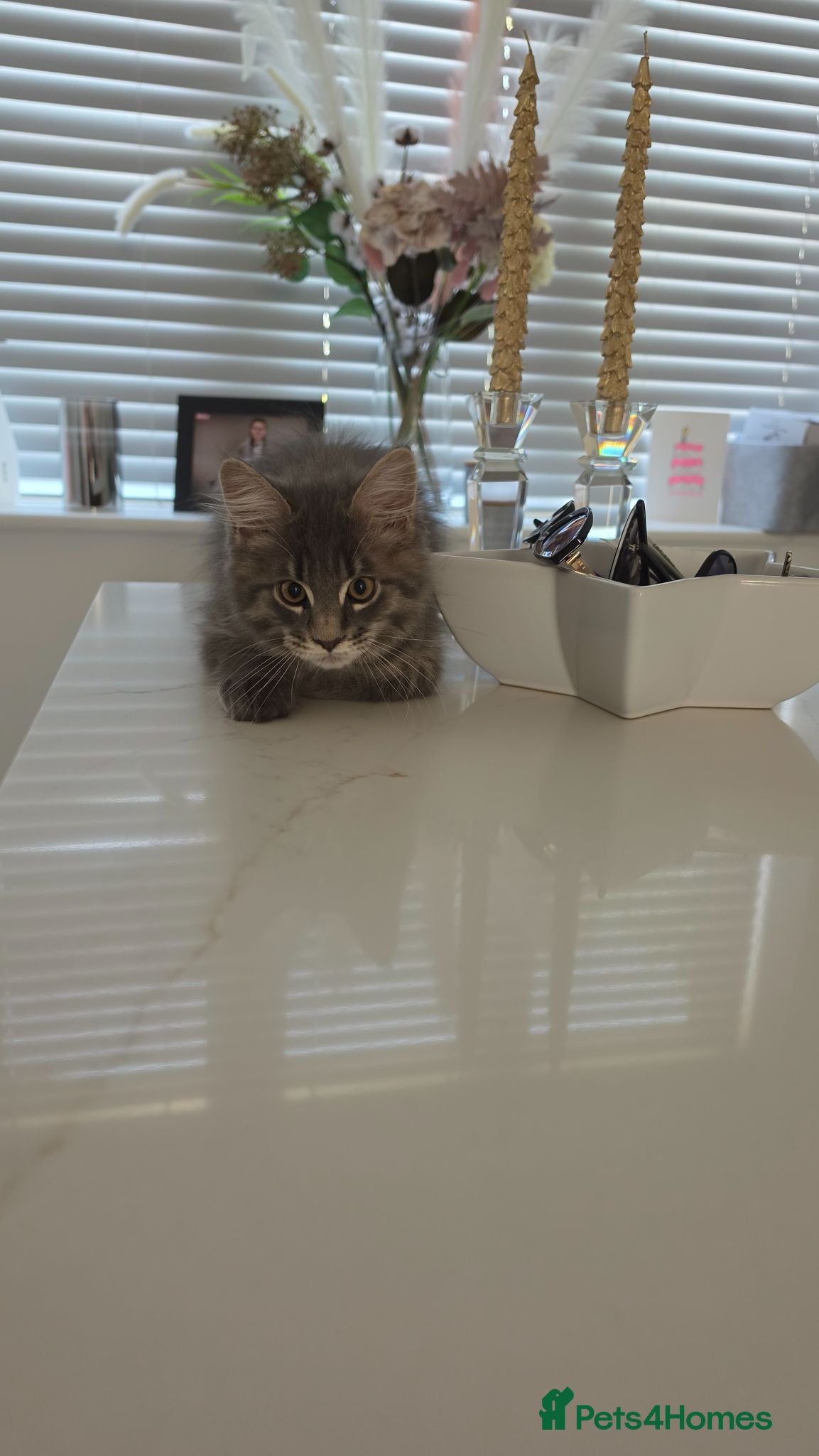 Maine Coon cats Beautiful Maine Coon Kittens for Sale - Advert 2