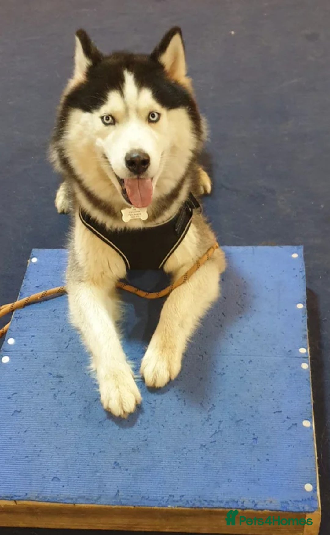 Siberian Husky dogs for sale: Stunning Siberian Husky Puppies for Sale 🐾 - Advert 17