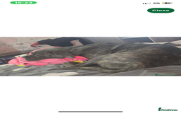 Cane Corso dogs for sale: Rehoming Cane Corso - Image 1