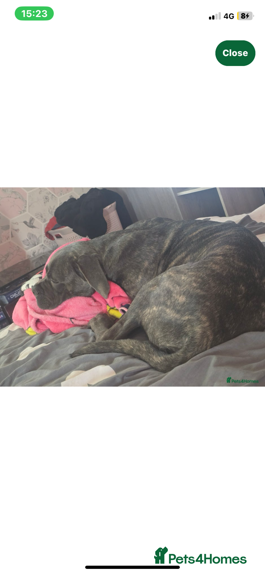Cane Corso dogs for sale: Rehoming Cane Corso - Image 1