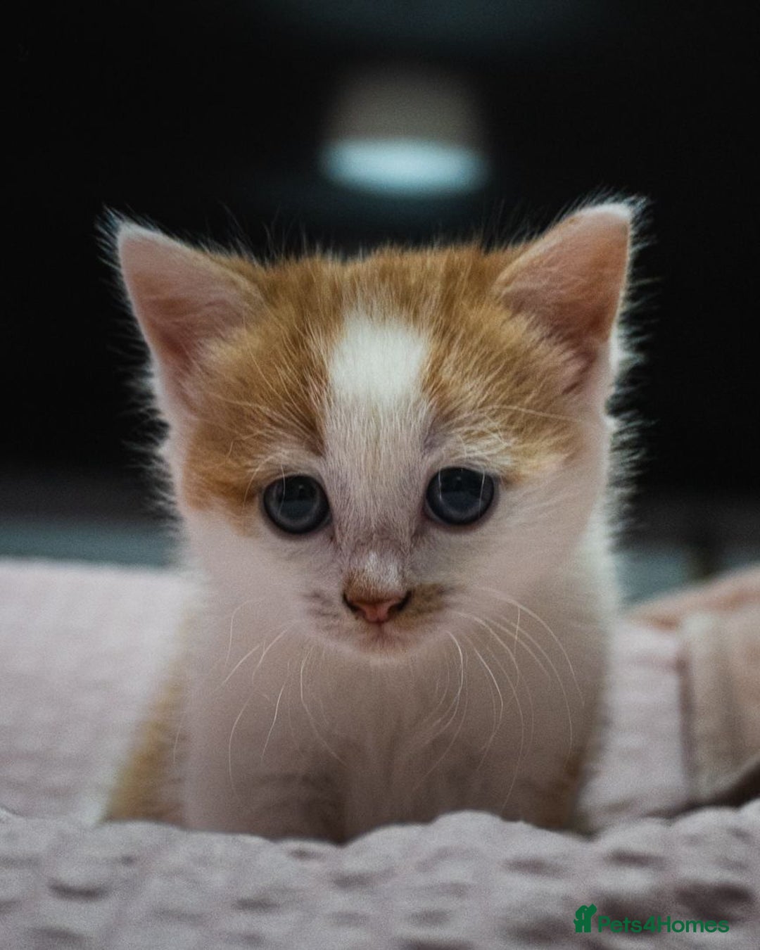 Mixed Breed cats for sale: Gorgeous ginger and white girl  - Advert 3