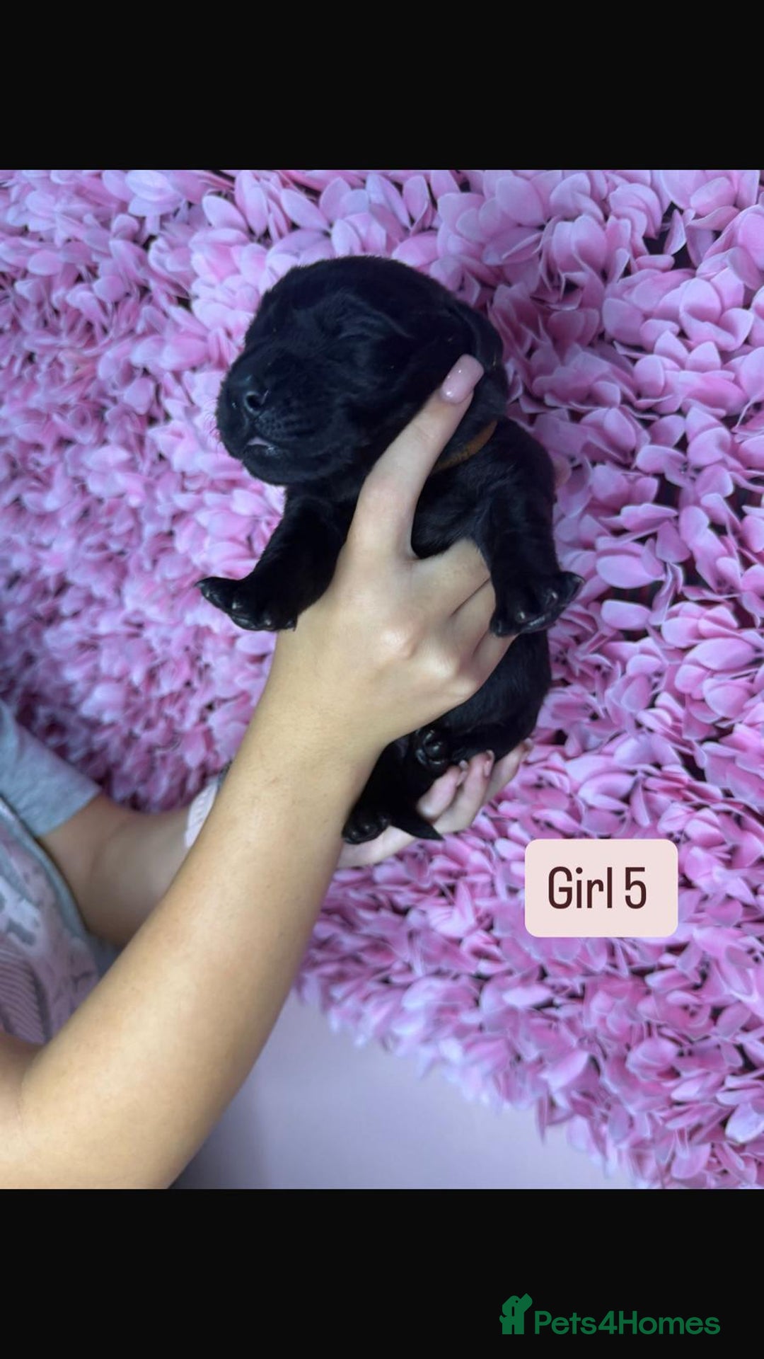 Labrador Retriever dogs for sale: Litter of 9 Labrador puppies for sale  - Image 10
