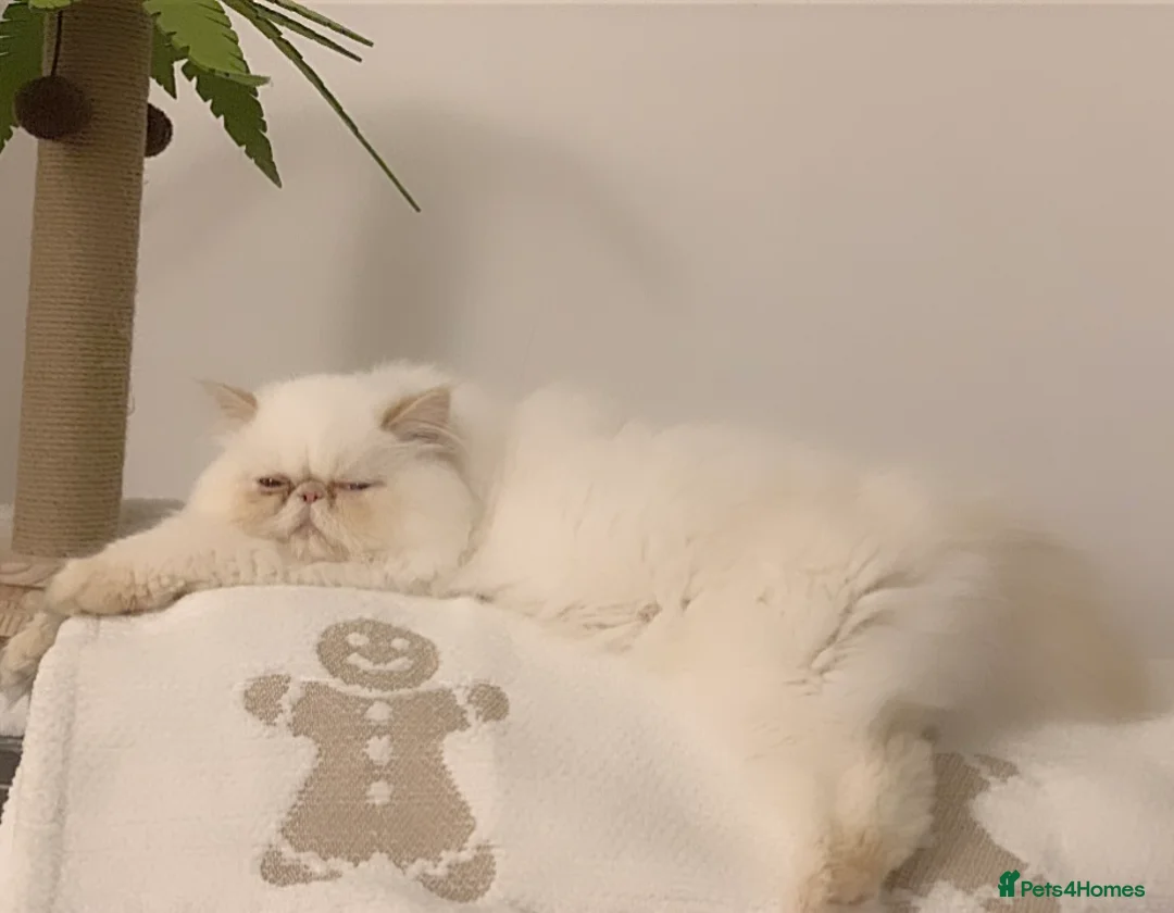 Persian cats for sale: Persian long and thick hair 5mo boy  - Advert 4