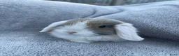 Mini Lop rabbits for sale: Mini lop bunnies  in Cannock - Advert 10