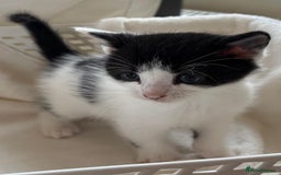British Shorthair cats for sale: British Shorthair Kittens!  - Image 5